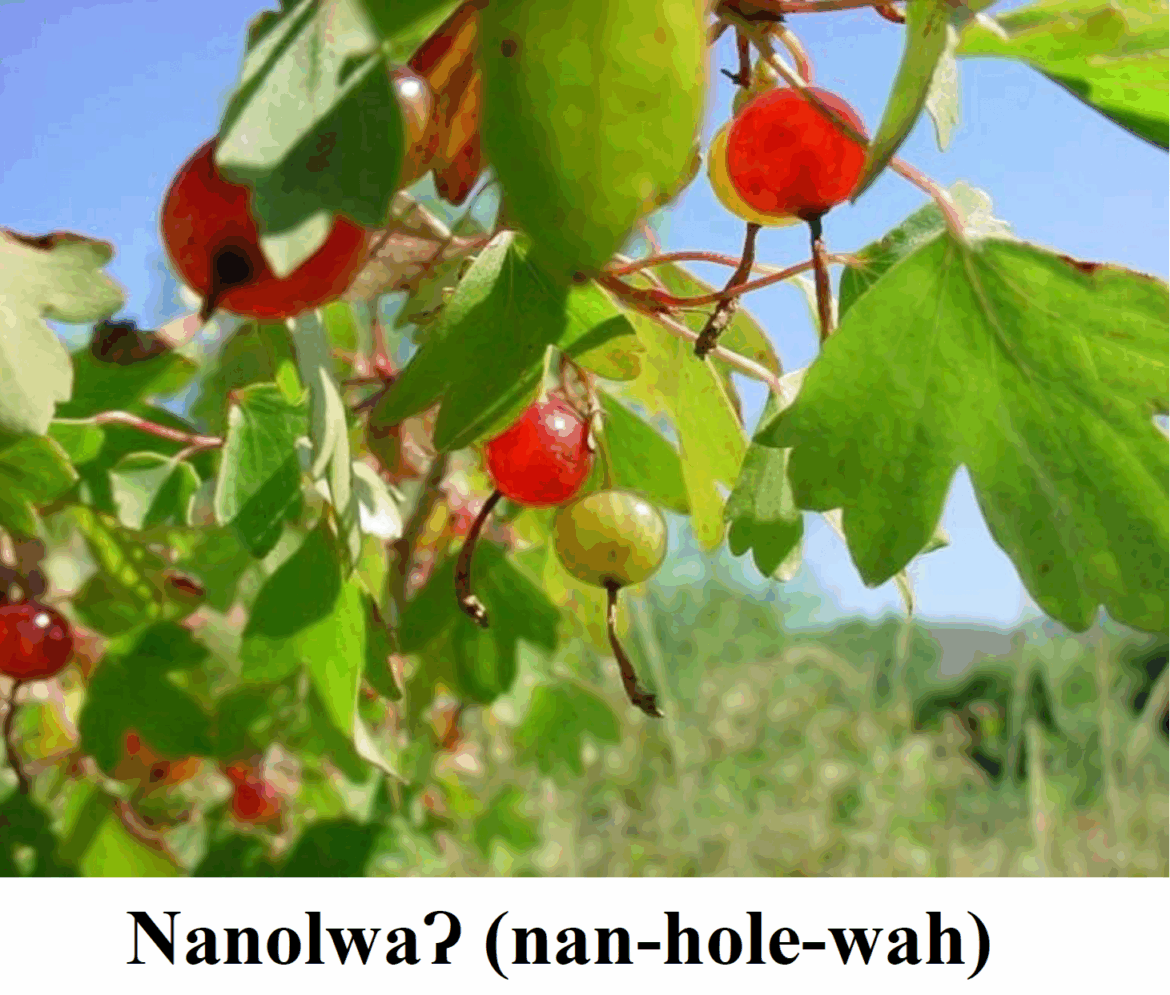 Stewart Indian School hosts another indigenous cooking course: ‘Cooking with Currant Berries’